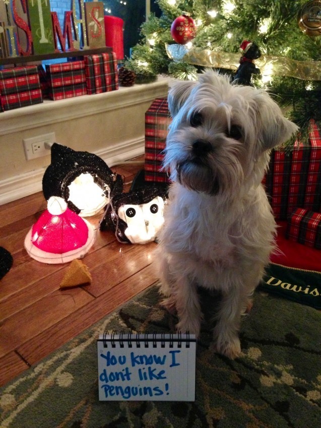 puppy with a penguin
