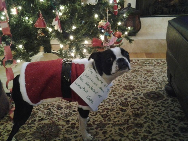santa paws