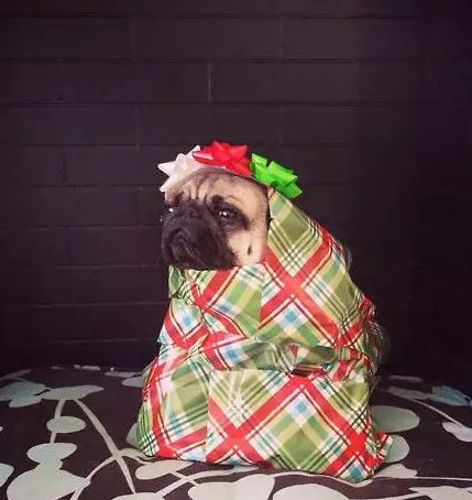 wrapped up pug