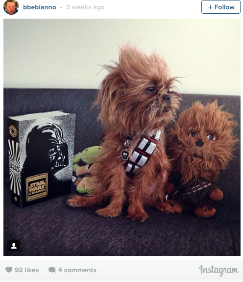 chewie