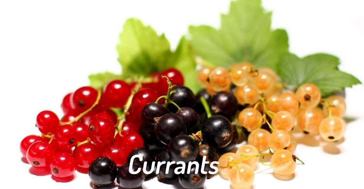 currants