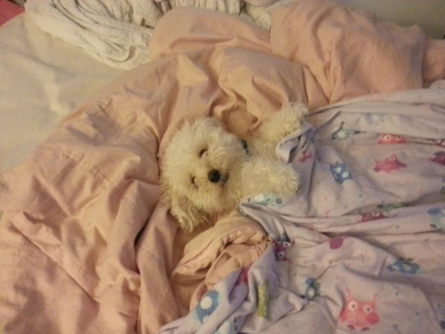 dog in bed