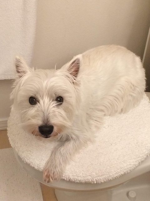 dog on the toilet