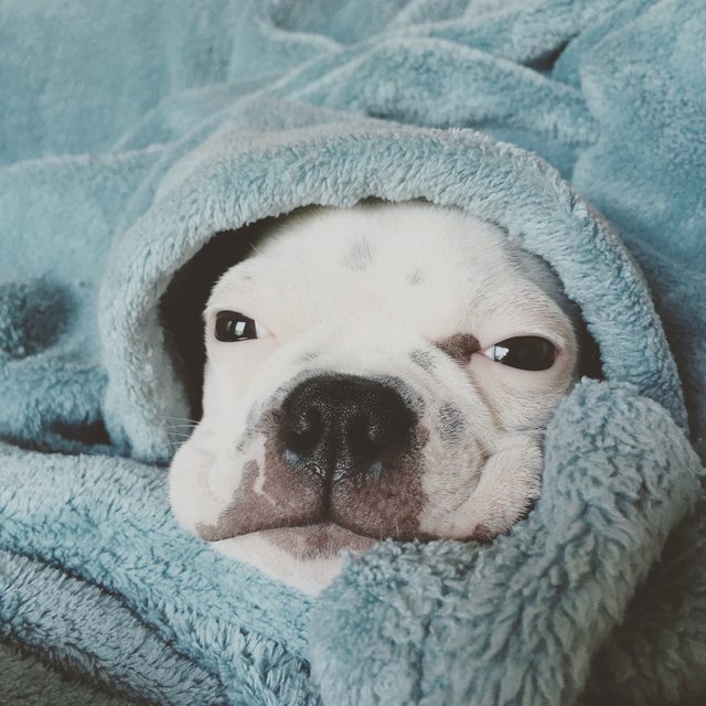 dog under a blanket