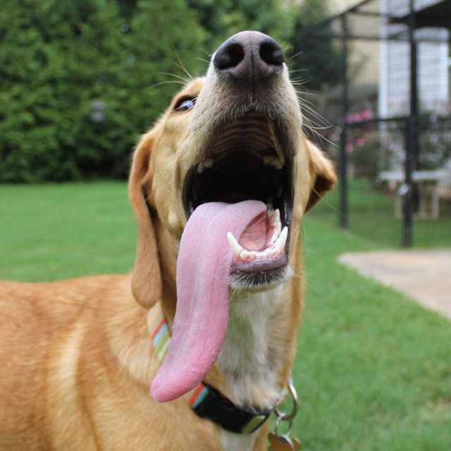 dog with long tongue