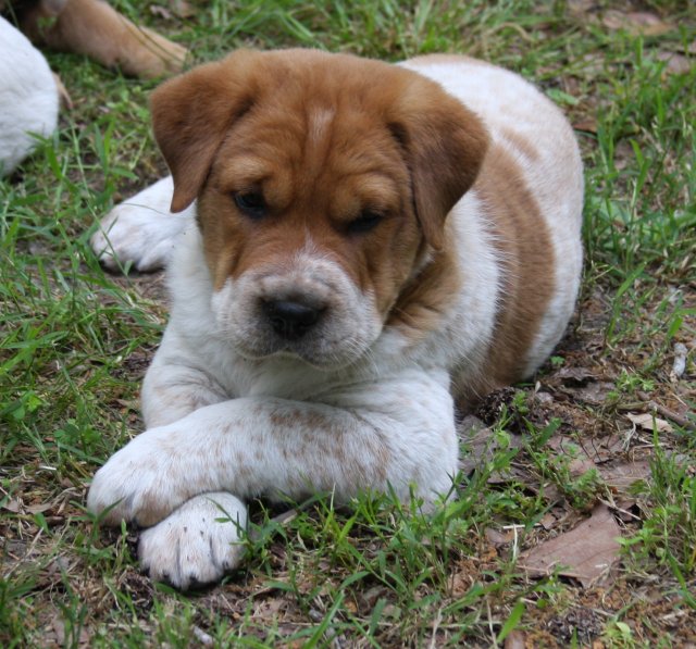 dog with wrinkles 