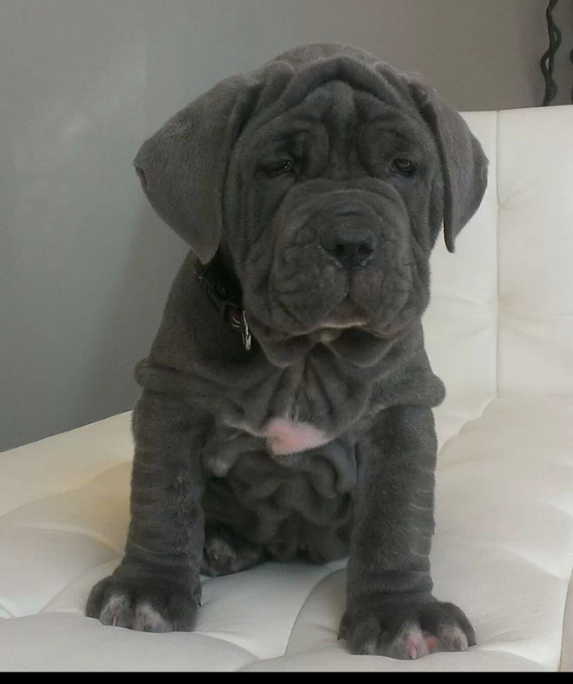 dog with wrinkles 