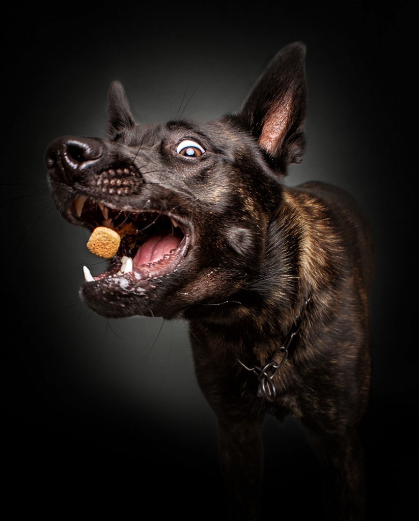 food dog