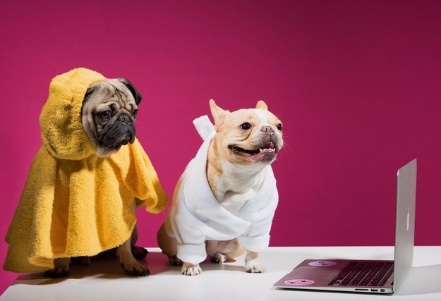 pug and frenchie