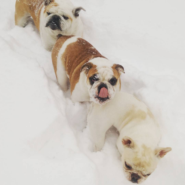 snow dogs