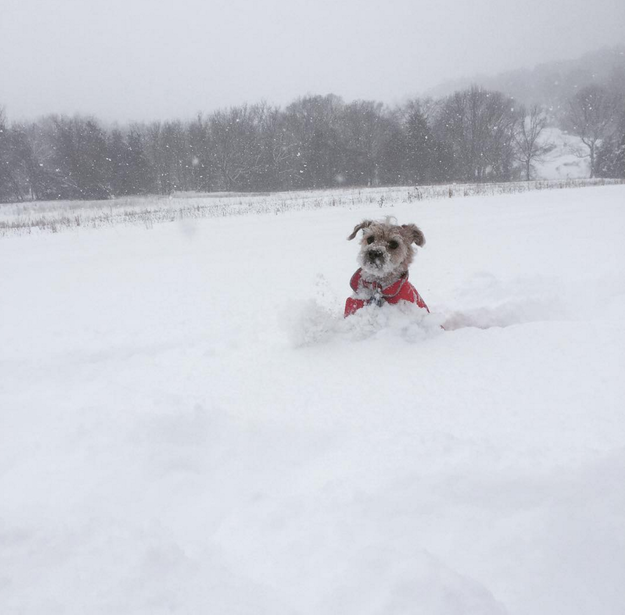 blizzard