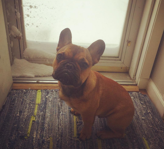 frenchie