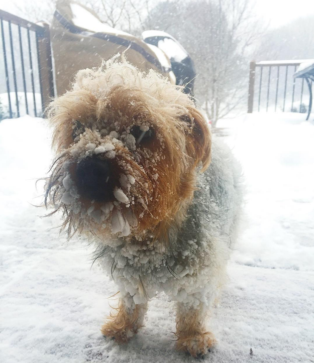 snow dog