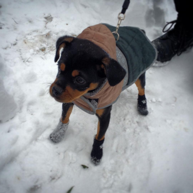 dog snow
