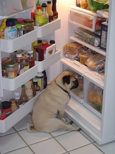 pug4