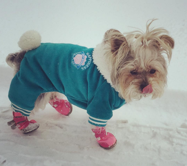 fashion dog