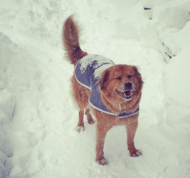 dog in snow