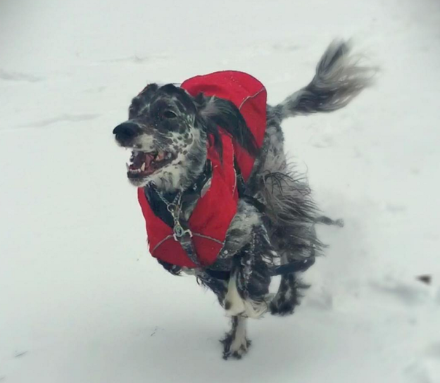 happy dog