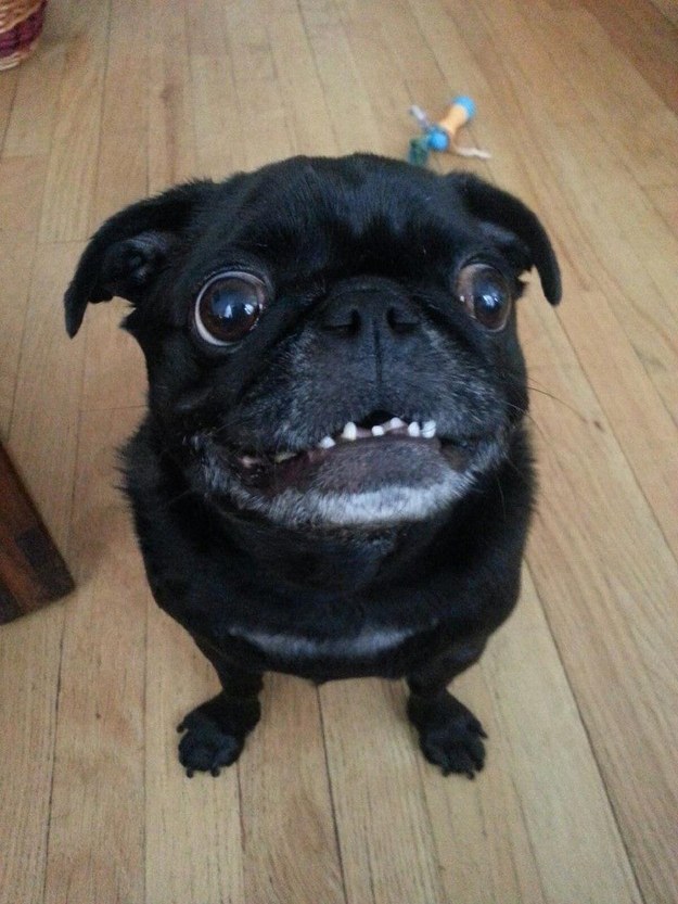 pug6