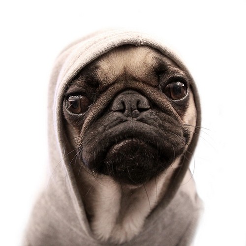thugpug 2
