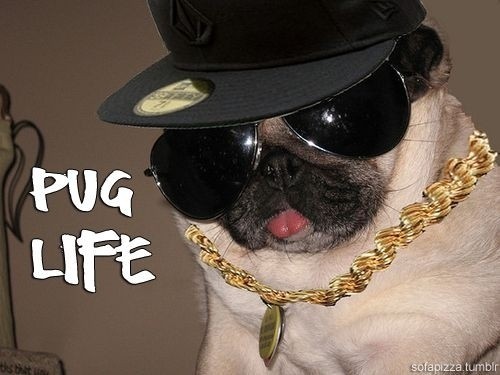 thug pug