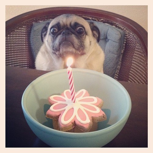 pug2