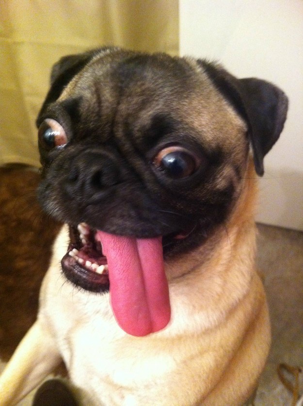 pug5