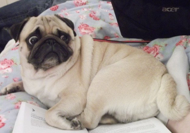 pug3