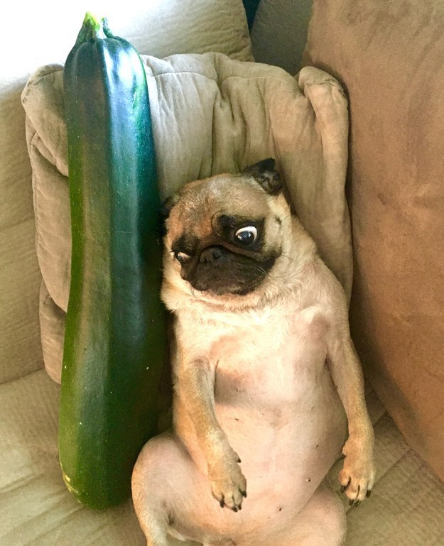 pug8