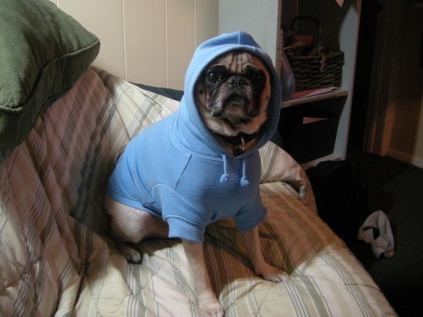 thug pug3
