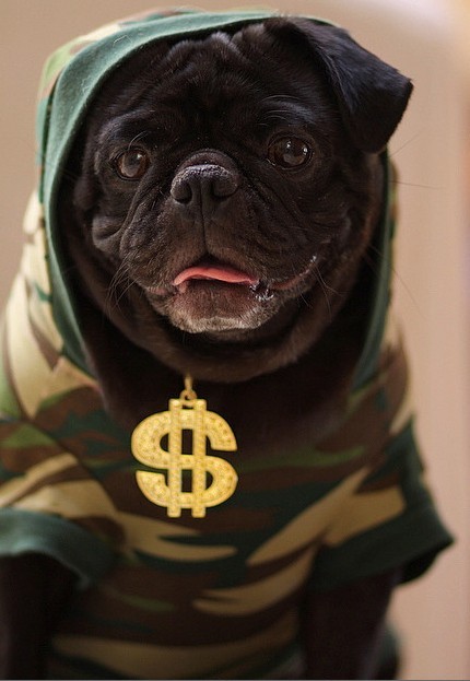 thug pug 4