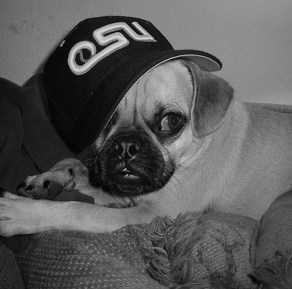 thug pug 5