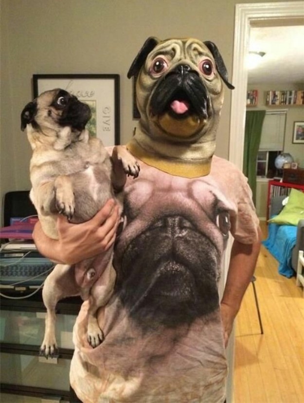 pug7