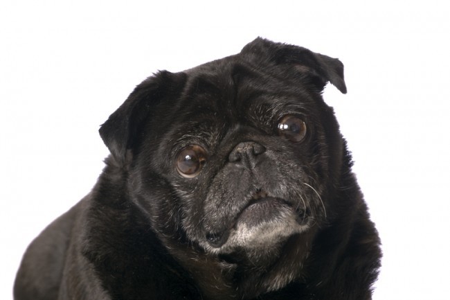 older black pug