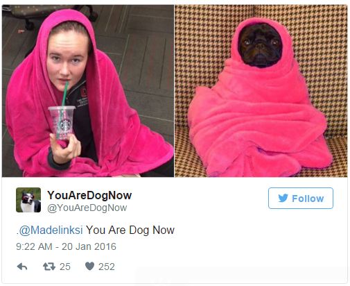 pug in pink blanket doppelganger