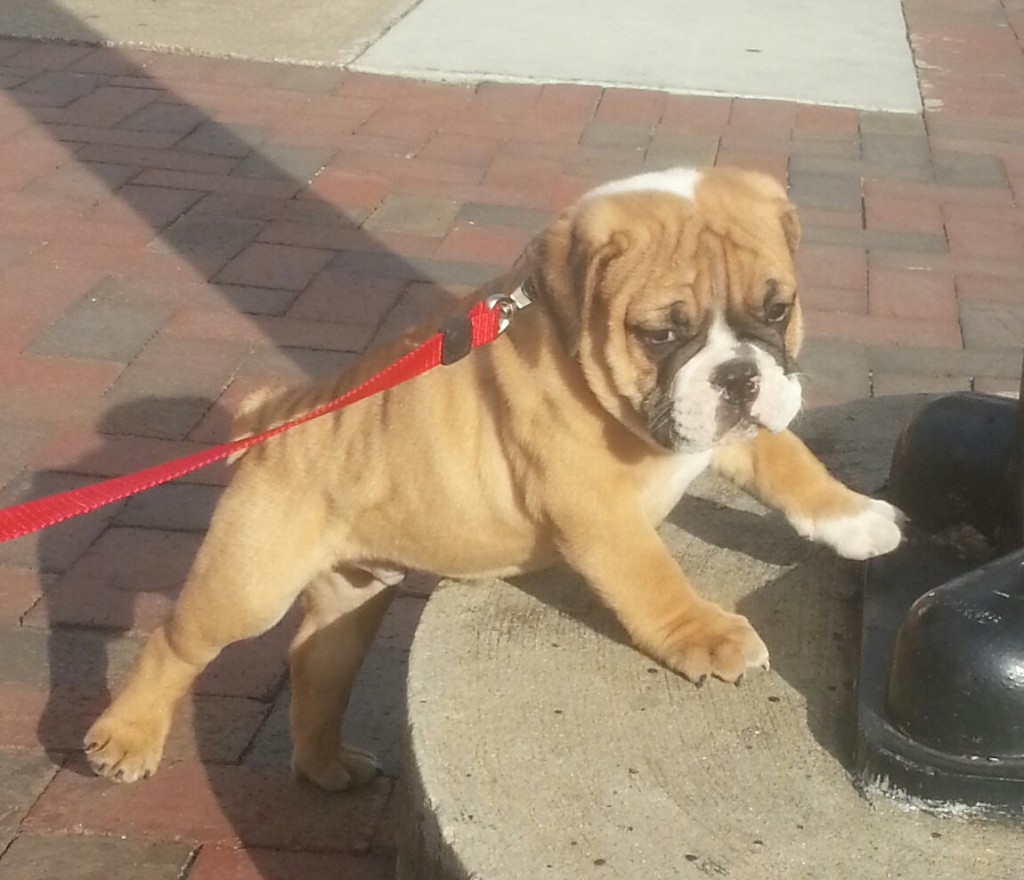 dog with wrinkles