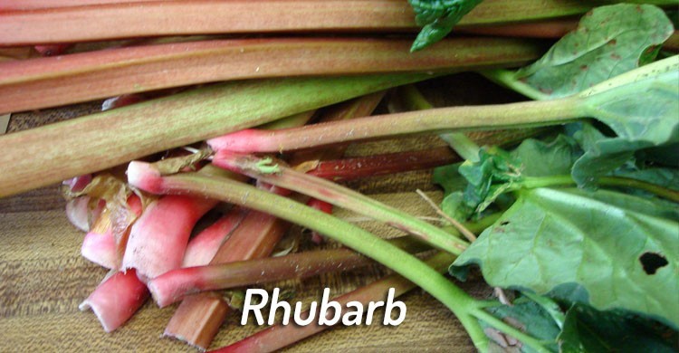 rhubarb