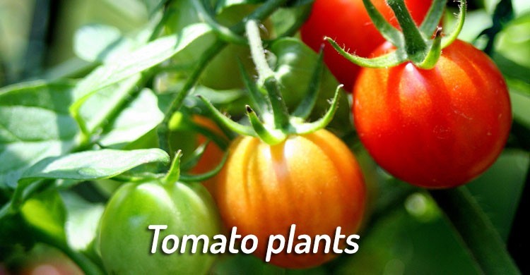 tomato plants