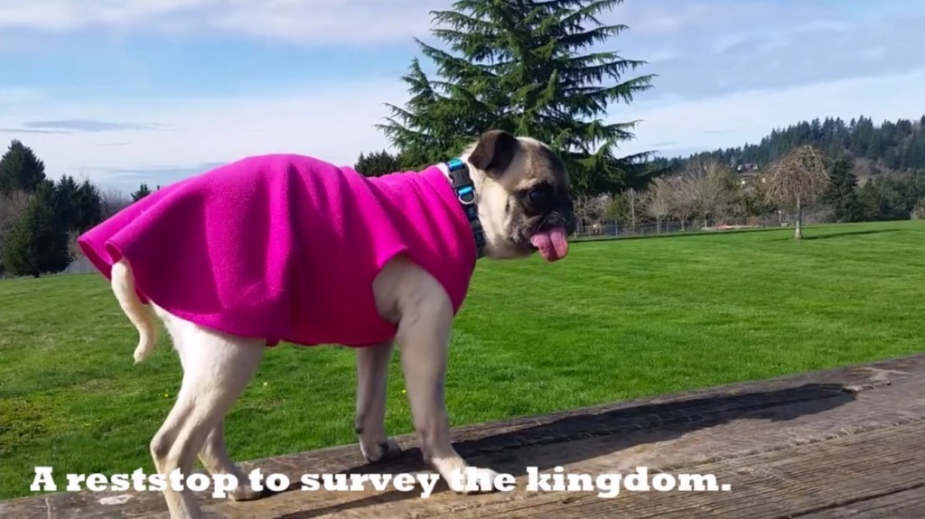 Rodgie the Pug 