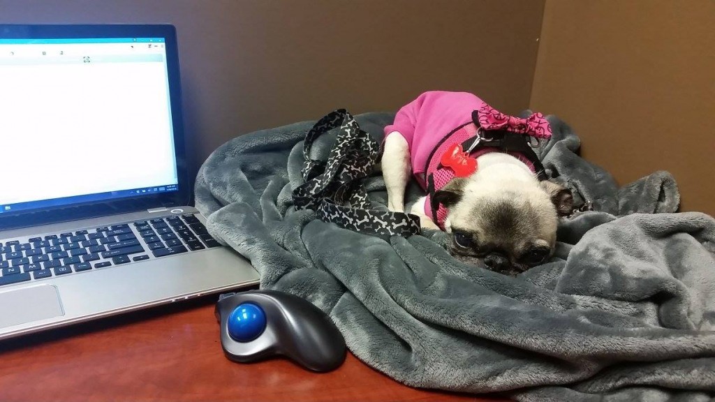 Rodgie the Pug 