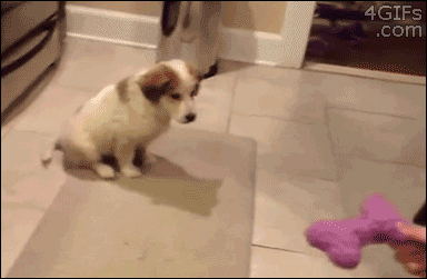 dog can't fetch toy