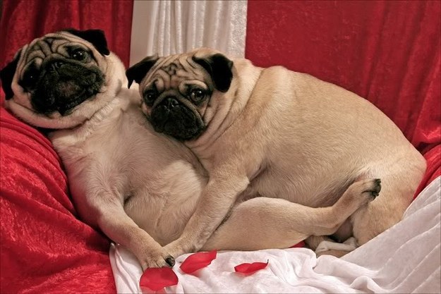 sexy pugs