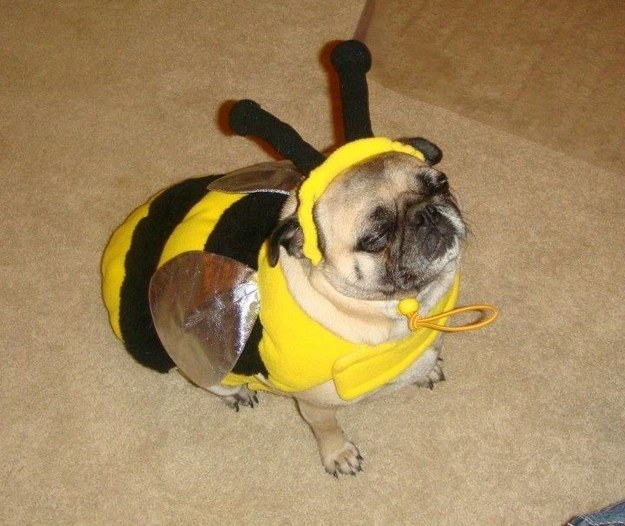 pug bee