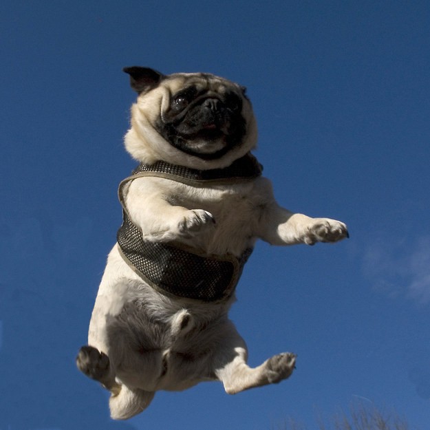 flying pug