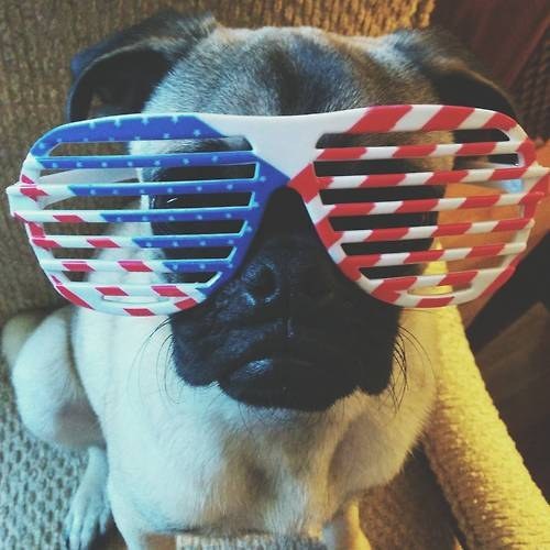 pug shades