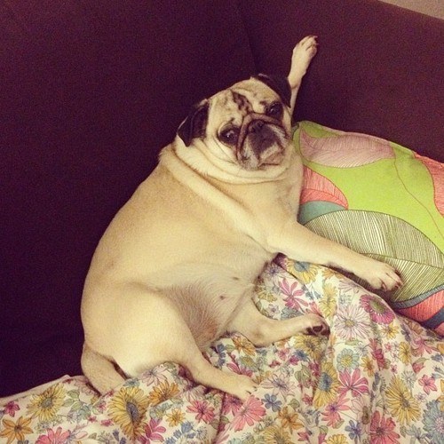 comfy pug