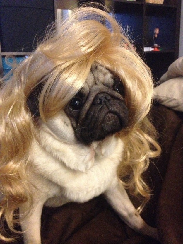 sassy pug