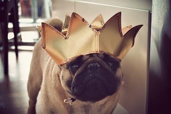 pug queen