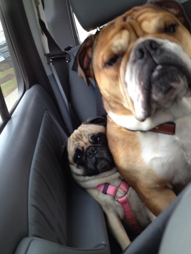 stuck pug