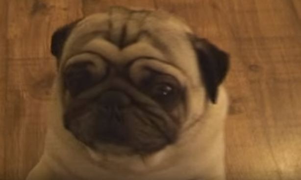 excited pug face